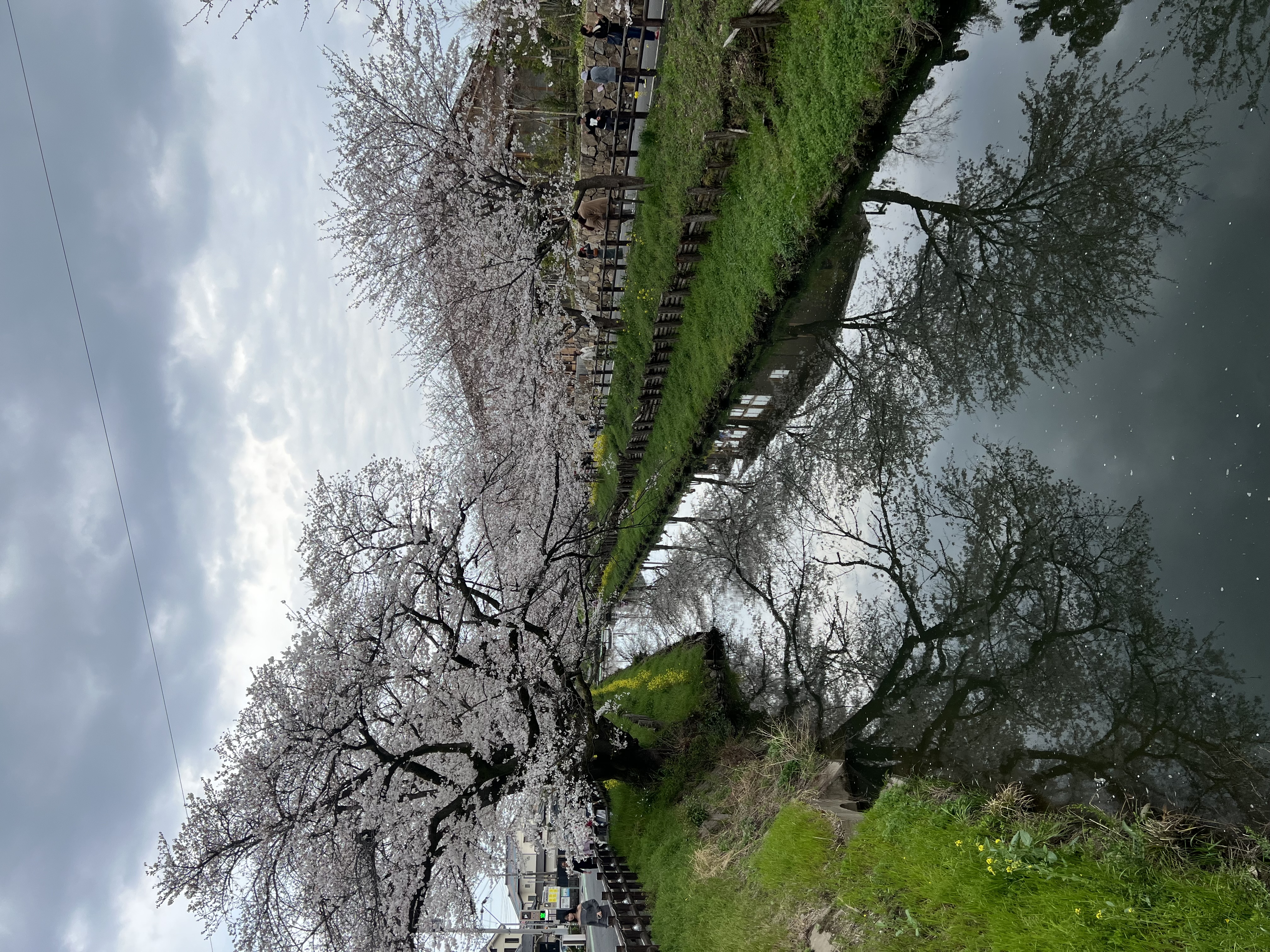 ～川越　新河岸川の桜～