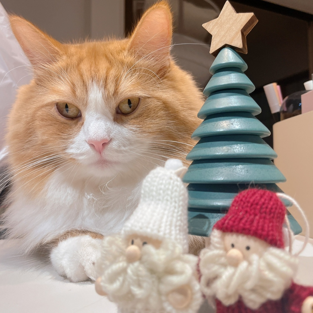 もうすぐクリスマス🎄