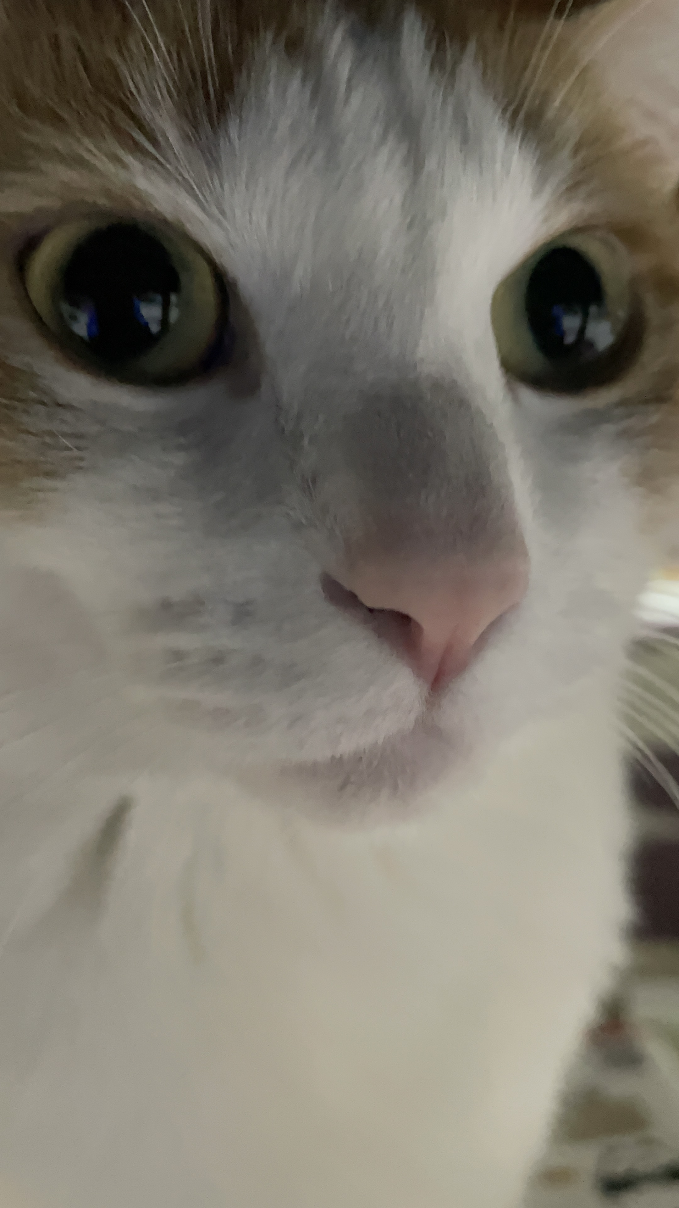 猫はこたつで丸くなる。
