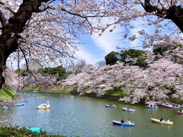 お花見シーズン