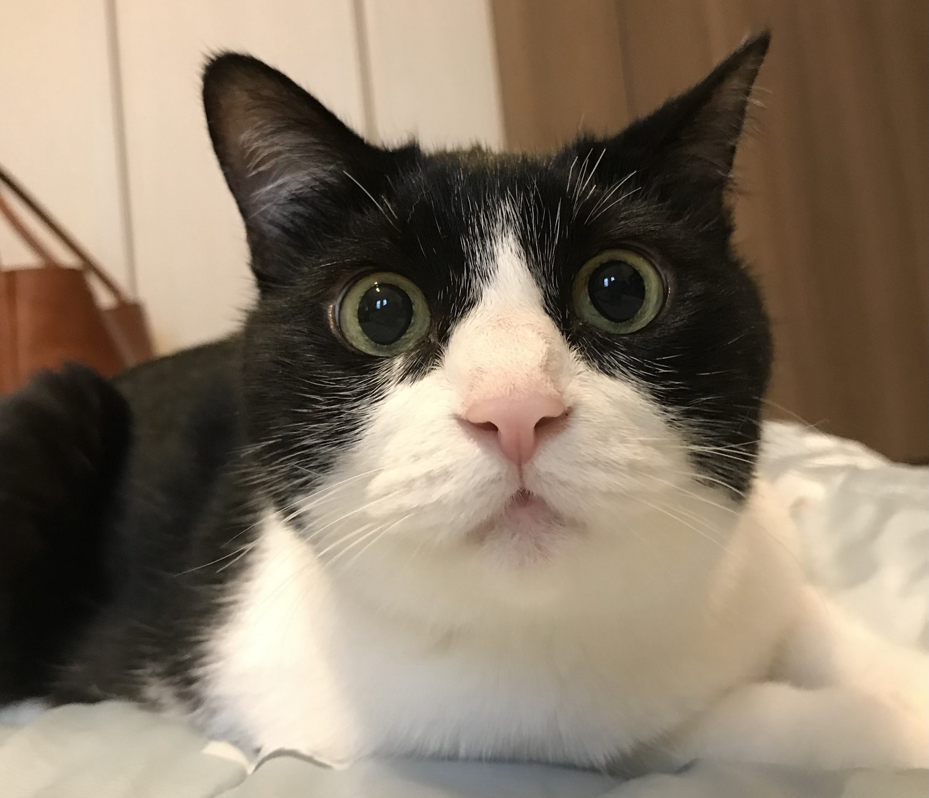 ペットと暮らす家とは？