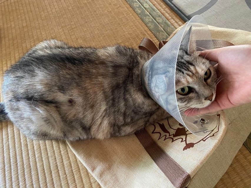 ティアちゃん🐱