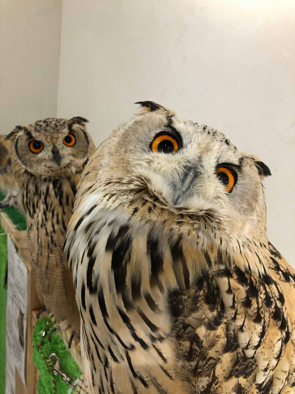 フクロウカフェ
