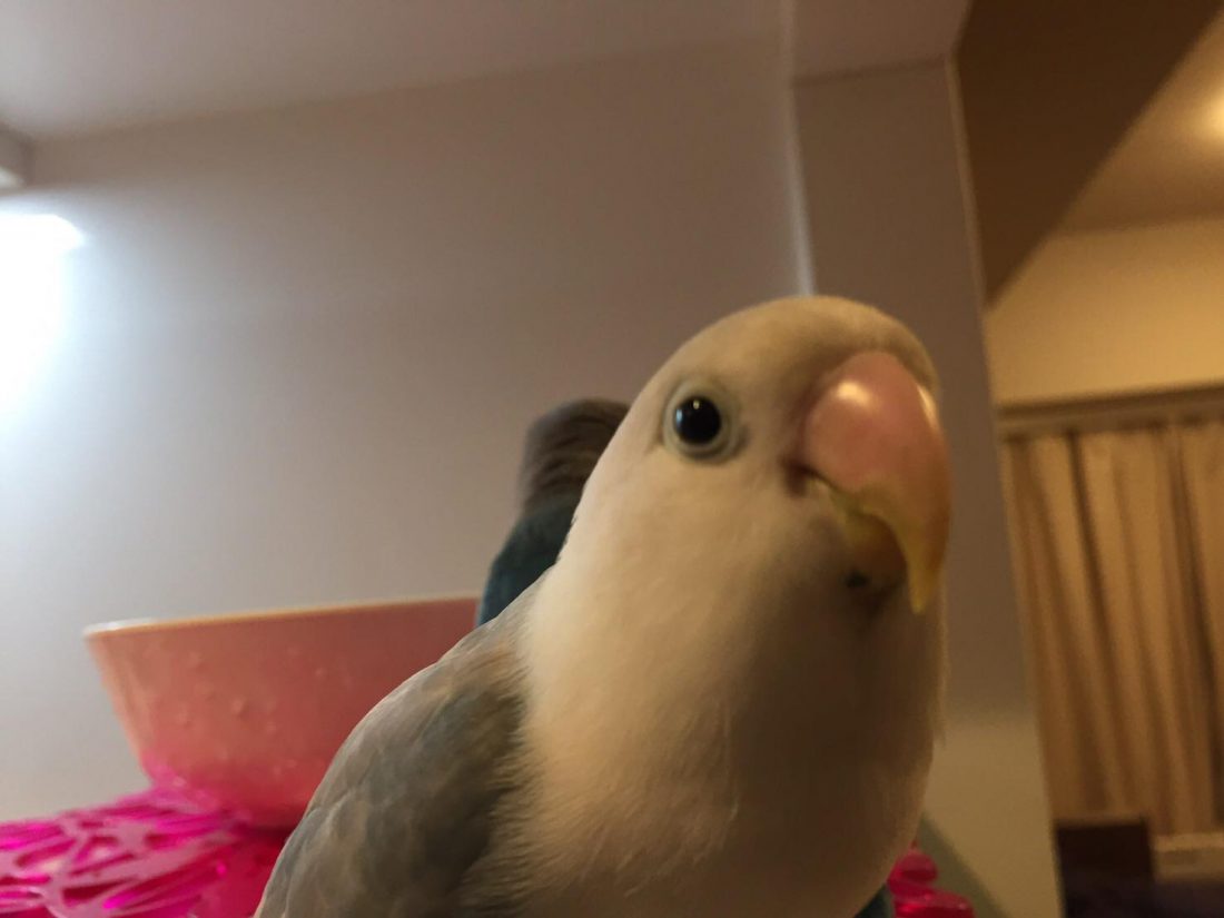 我が家のえばりん坊
